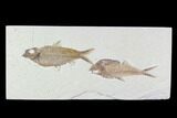 Fossil Fish Plate (Diplomystus & Knightia) - Wyoming #94189-1